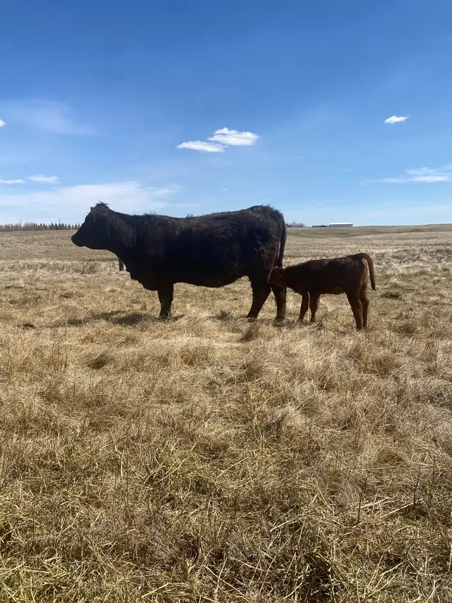 First calf Heifer Pairs - Photo 5