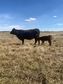 First calf Heifer Pairs - Photo 5