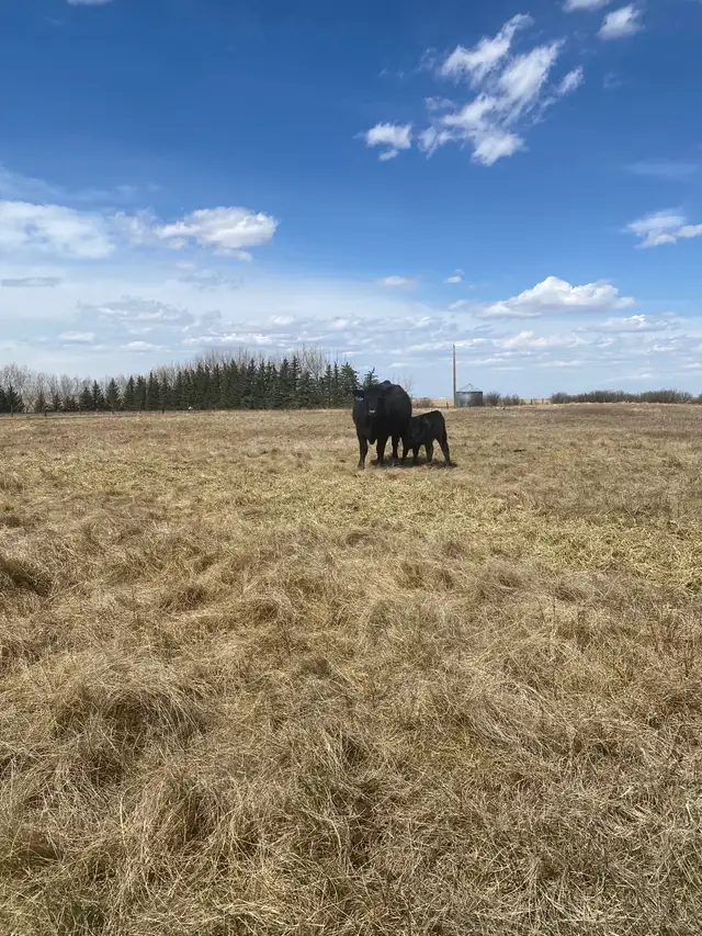First calf Heifer Pairs - Photo 6