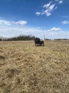 First calf Heifer Pairs - Photo 6