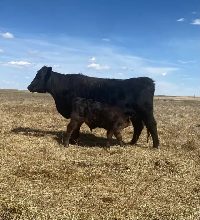 First calf Heifer Pairs - Photo 7