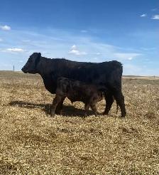 First calf Heifer Pairs - Photo 7