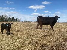 First calf Heifer Pairs - Photo 8