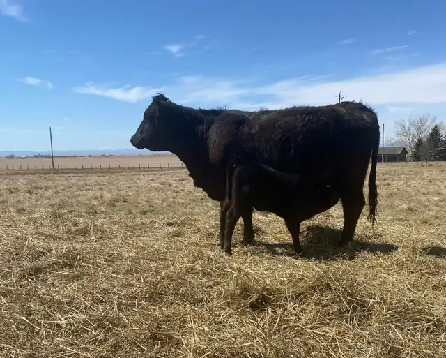 First calf Heifer Pairs - Photo 9