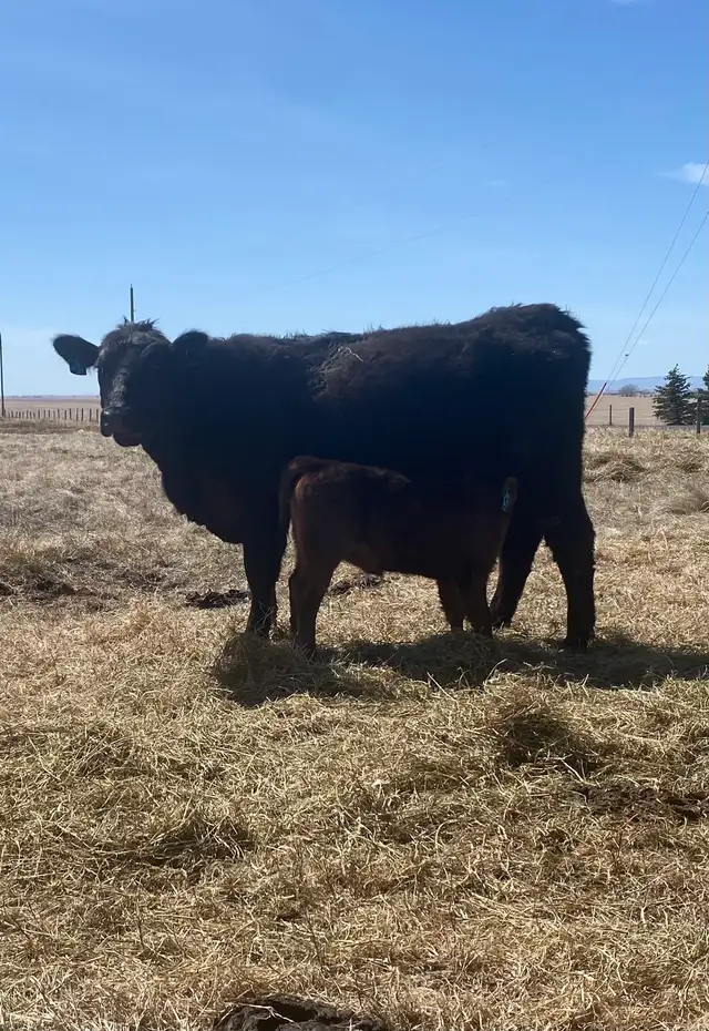 First calf Heifer Pairs - Photo 10