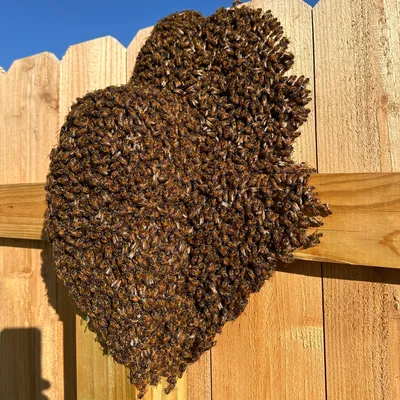 FREE Honey Bee Swarm Removal (Muskoka / Barrie Area)