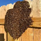 FREE Honey Bee Swarm Removal (Muskoka / Barrie Area)