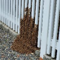 FREE Honey Bee Swarm Removal (Muskoka / Barrie Area) - Photo 2