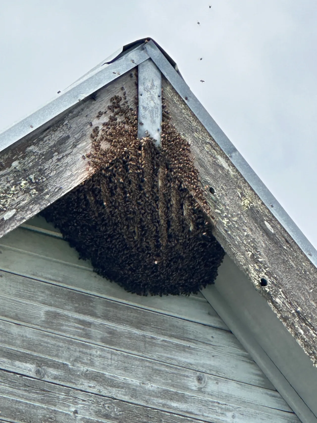 FREE Honey Bee Swarm Removal (Muskoka / Barrie Area) - Photo 3