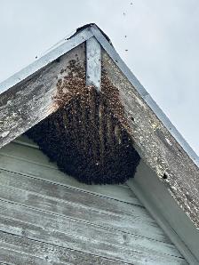 FREE Honey Bee Swarm Removal (Muskoka / Barrie Area) - Photo 3