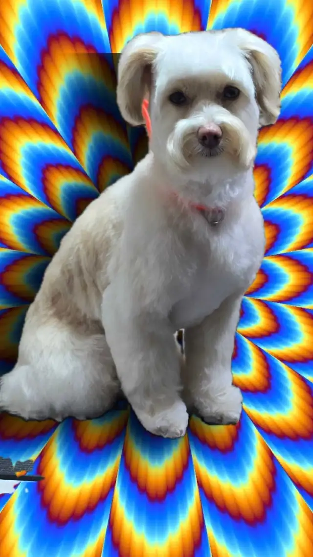Pet GROOMING , Aylmer. - Photo 2