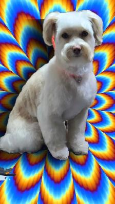 Pet GROOMING , Aylmer. - Photo 2