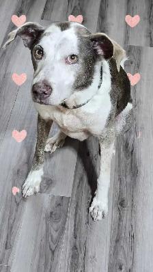 Pet GROOMING , Aylmer. - Photo 3