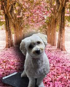 Pet GROOMING , Aylmer. - Photo 5