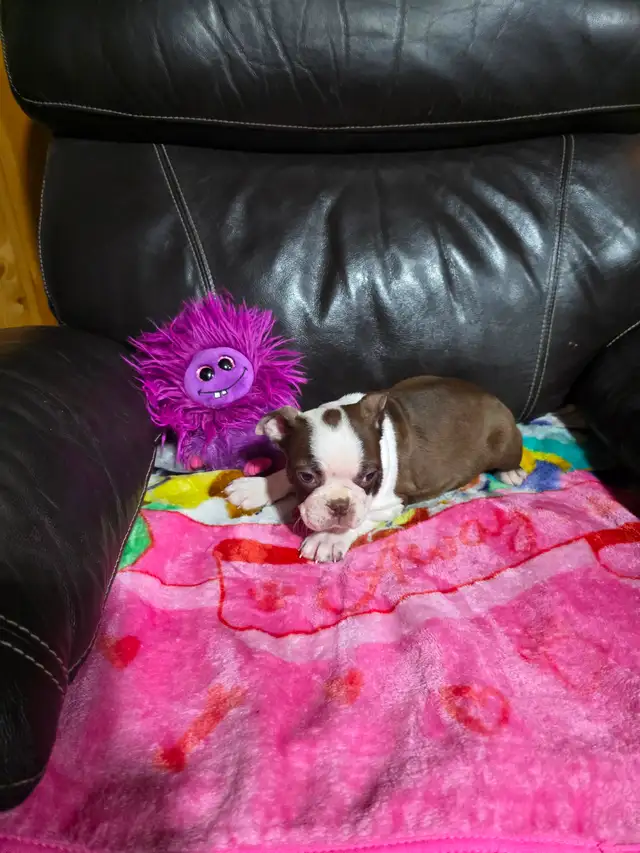 Chiots Boston-Terrier