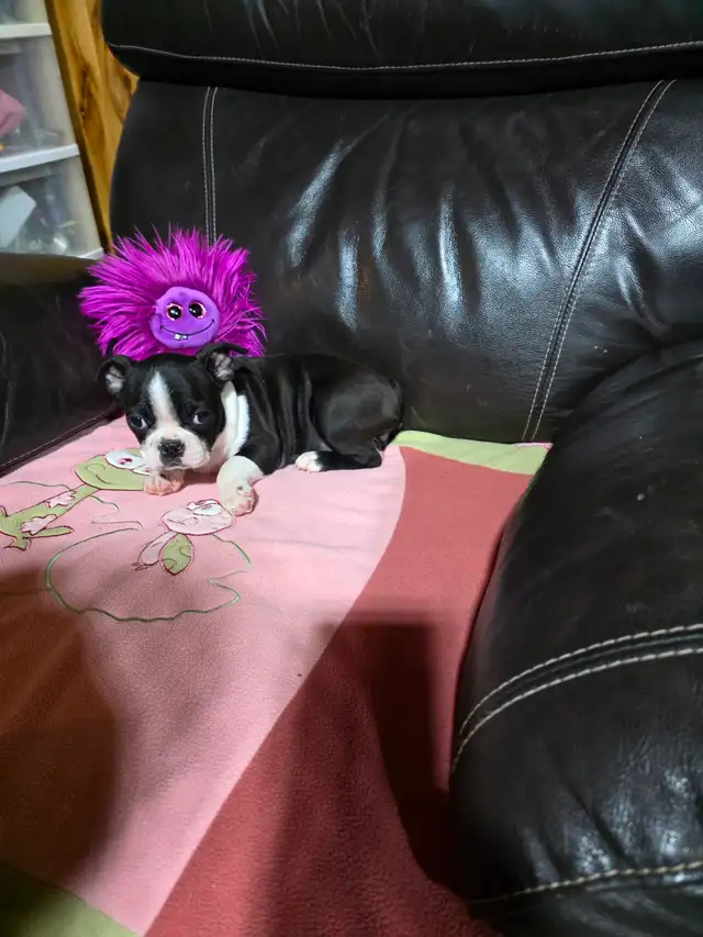 Chiots Boston-Terrier - Photo 2