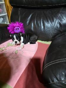 Chiots Boston-Terrier - Photo 2
