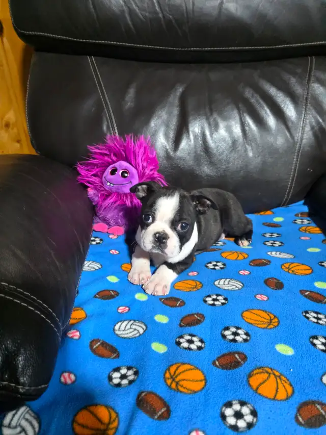 Chiots Boston-Terrier - Photo 3