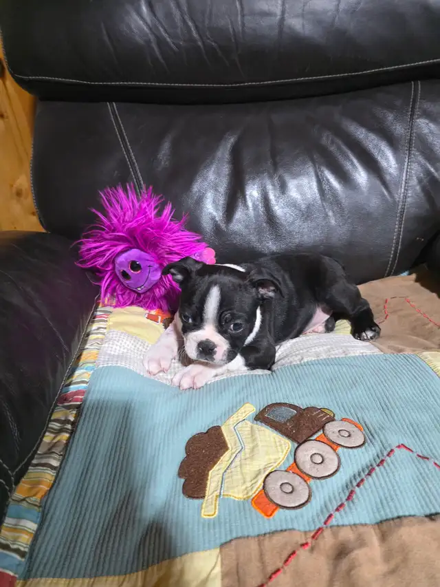 Chiots Boston-Terrier - Photo 4