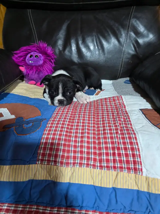 Chiots Boston-Terrier - Photo 5
