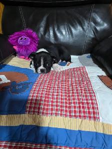 Chiots Boston-Terrier - Photo 5