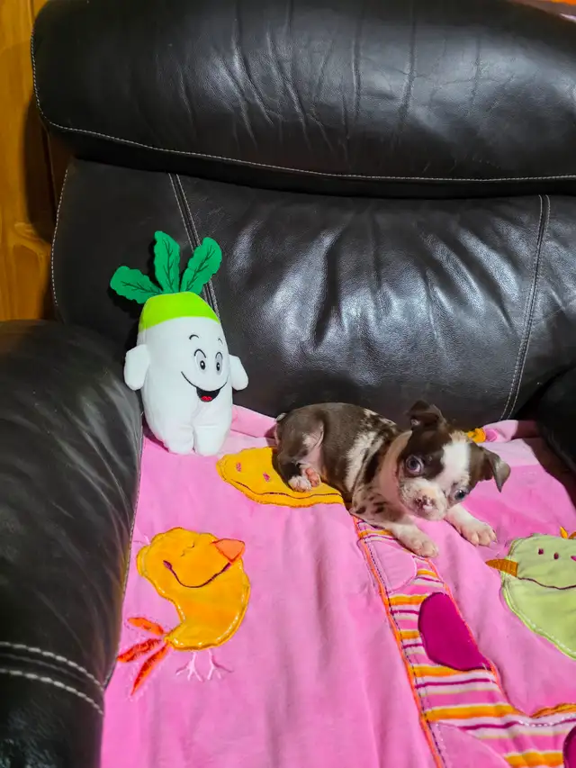Chiots Boston-Terrier - Photo 6