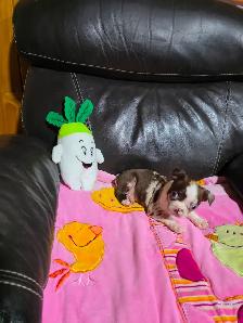 Chiots Boston-Terrier - Photo 6