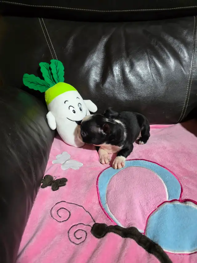 Chiots Boston-Terrier - Photo 7