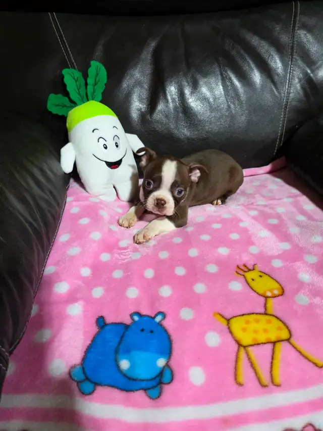 Chiots Boston-Terrier - Photo 8