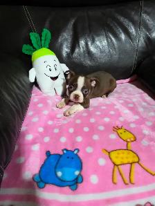 Chiots Boston-Terrier - Photo 8