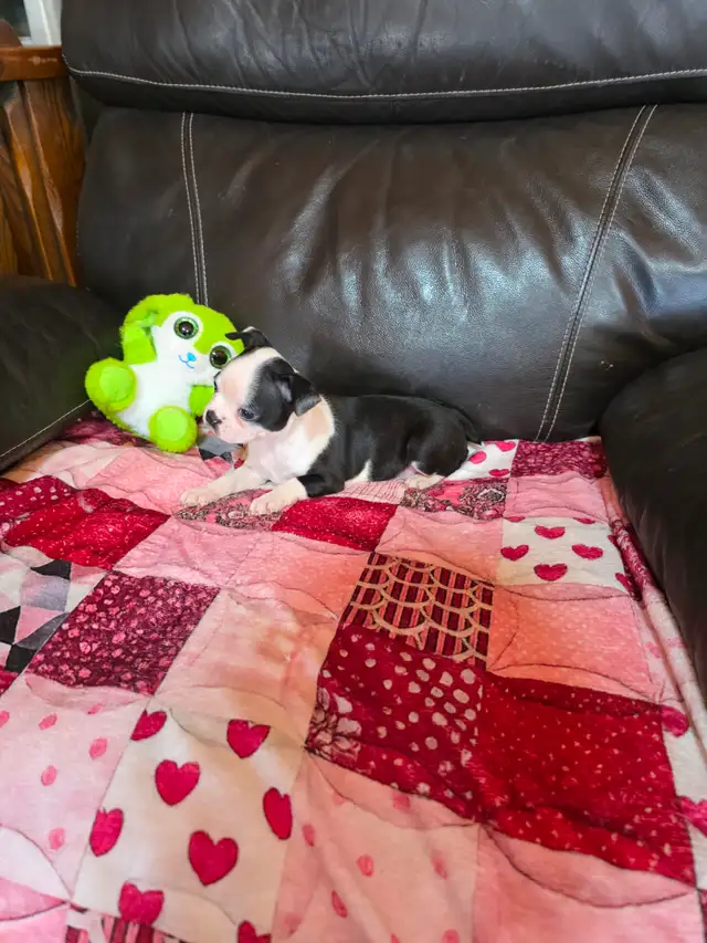 Chiots Boston-Terrier - Photo 9