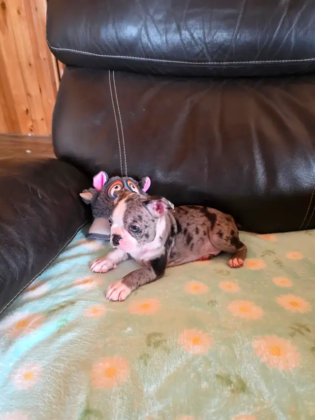 Chiots Boston-Terrier - Photo 10