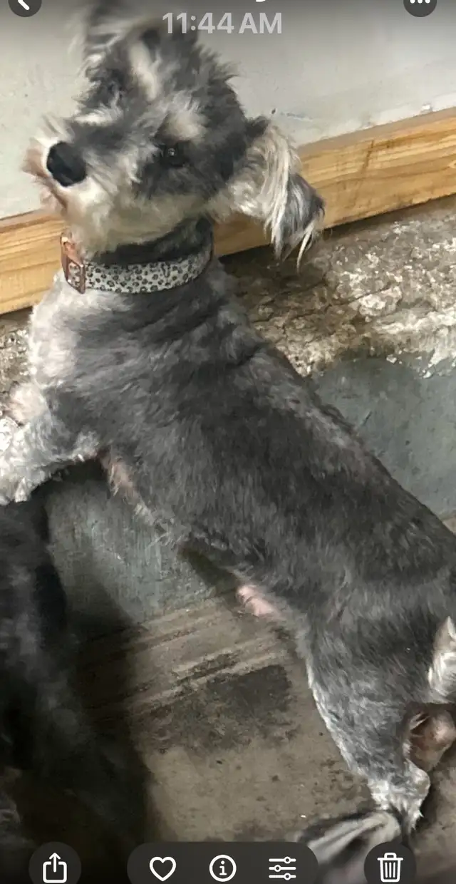 MINIATURE SCHNAUZER PUPPIES