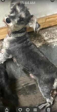 MINIATURE SCHNAUZER PUPPIES