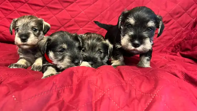 MINIATURE SCHNAUZER PUPPIES - Photo 2