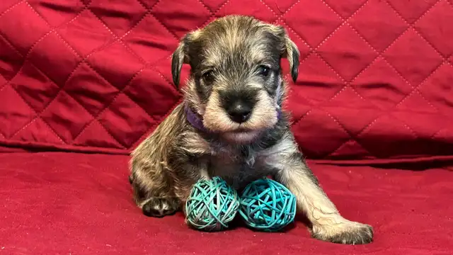 MINIATURE SCHNAUZER PUPPIES - Photo 3