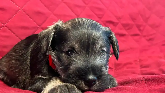 MINIATURE SCHNAUZER PUPPIES - Photo 4