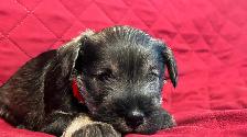 MINIATURE SCHNAUZER PUPPIES - Photo 4