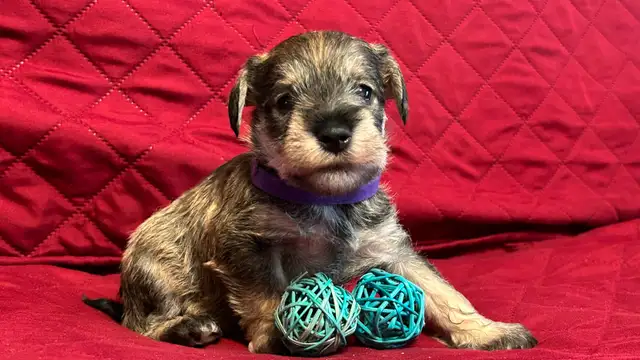 MINIATURE SCHNAUZER PUPPIES - Photo 5