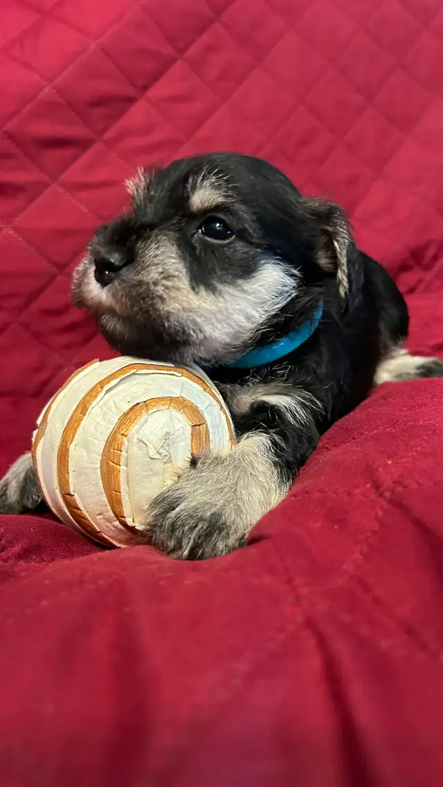 MINIATURE SCHNAUZER PUPPIES - Photo 6
