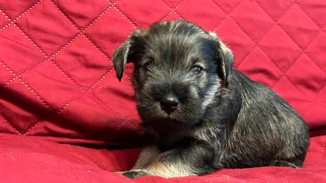 MINIATURE SCHNAUZER PUPPIES - Photo 7
