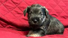 MINIATURE SCHNAUZER PUPPIES - Photo 7