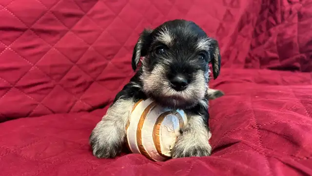 MINIATURE SCHNAUZER PUPPIES - Photo 8