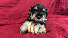 MINIATURE SCHNAUZER PUPPIES - Photo 8