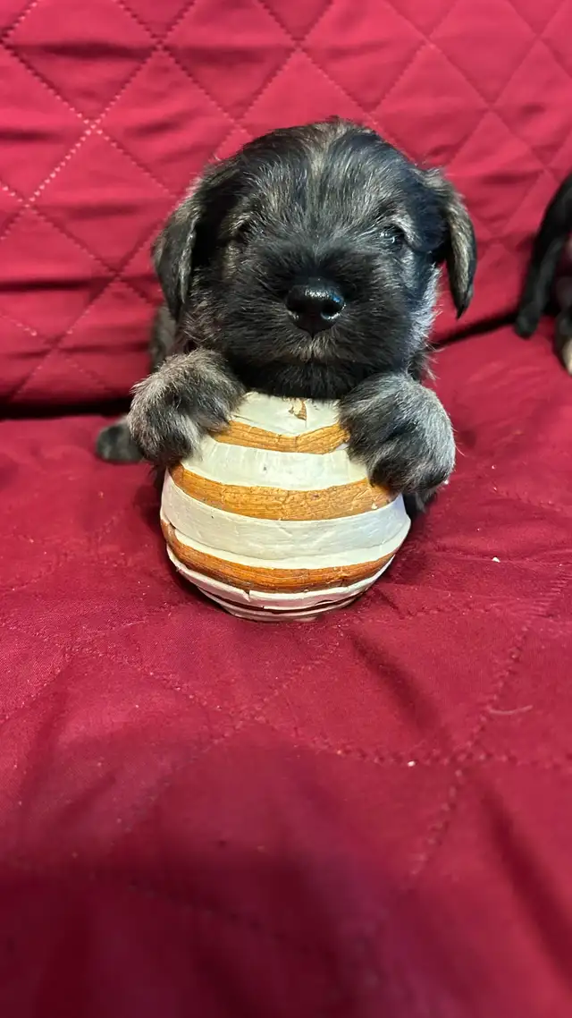 MINIATURE SCHNAUZER PUPPIES - Photo 9