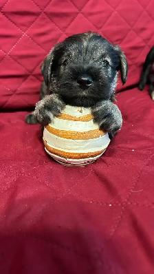MINIATURE SCHNAUZER PUPPIES - Photo 9