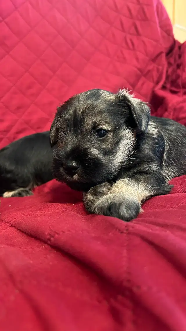MINIATURE SCHNAUZER PUPPIES - Photo 10