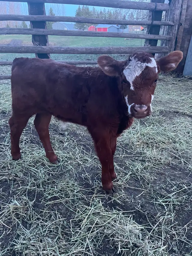 Beef Calf