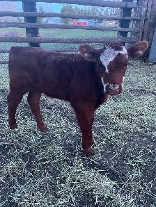 Beef Calf