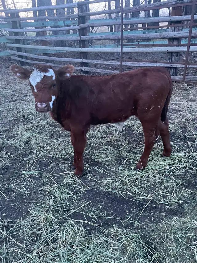 Beef Calf - Photo 2